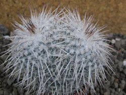 Mammillaria parkinsonii, pot 5,5 cm