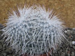 Mammillaria parkinsonii, pot 5,5 cm - 12402303