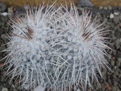 Mammillaria parkinsonii, pot 5,5 cm - 12402304