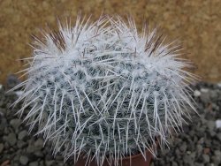 Mammillaria parkinsonii, pot 5,5 cm - 12402305