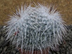 Mammillaria parkinsonii, pot 5,5 cm - 12402306