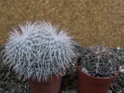 Mammillaria parkinsonii, pot 5,5 cm - 12402307