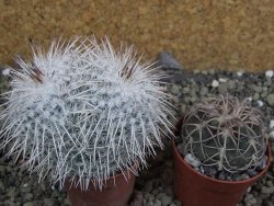 Mammillaria parkinsonii, pot 5,5 cm - 12402308