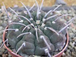 Gymnocalycium vatteri, pot 5,5 cm - 12402310