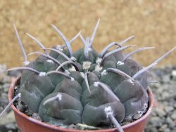 Gymnocalycium vatteri, pot 5,5 cm - 12402311