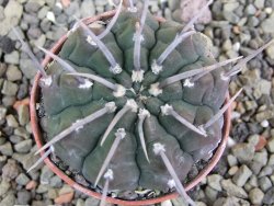 Gymnocalycium vatteri, pot 5,5 cm - 12402312