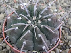 Gymnocalycium vatteri, pot 5,5 cm - 12402313