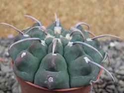 Gymnocalycium vatteri, pot 5,5 cm - 12402316