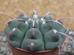 Gymnocalycium vatteri, pot 5,5 cm - 12402317