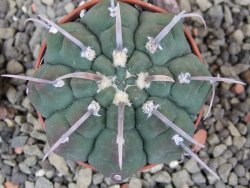 Gymnocalycium vatteri, pot 5,5 cm - 12402318