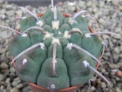 Gymnocalycium vatteri, pot 5,5 cm - 12402319