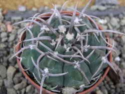 Gymnocalycium vatteri, pot 5,5 cm - 12402320