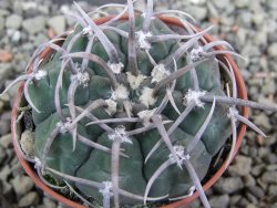 Gymnocalycium vatteri, pot 5,5 cm - 12402321