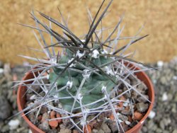 Echinocereus triglochidiatus pot 8,5 cm