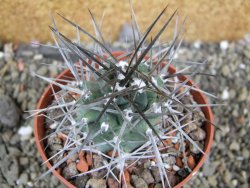 Echinocereus triglochidiatus pot 8,5 cm - 12402324