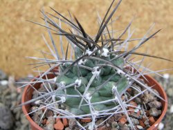 Echinocereus triglochidiatus pot 8,5 cm - 12402325