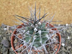 Echinocereus triglochidiatus pot 8,5 cm - 12402326