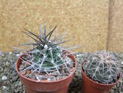 Echinocereus triglochidiatus pot 8,5 cm - 12402327