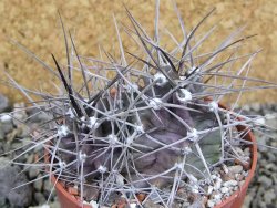 Echinocereus triglochidiatus pot 8,5 cm