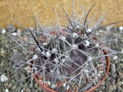 Echinocereus triglochidiatus pot 8,5 cm - 12402329