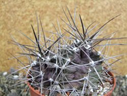 Echinocereus triglochidiatus pot 8,5 cm - 12402330