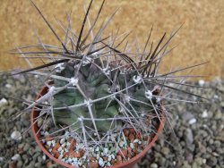 Echinocereus triglochidiatus pot 8,5 cm - 12402331