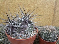 Echinocereus triglochidiatus pot 8,5 cm - 12402332