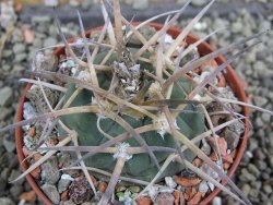 Gymnocalycium armatum, pot 7 cm - 12402333