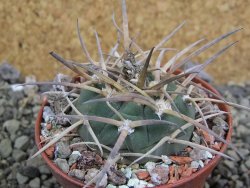 Gymnocalycium armatum, pot 7 cm - 12402334