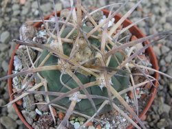 Gymnocalycium armatum, pot 7 cm - 12402335