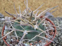 Gymnocalycium armatum, pot 7 cm - 12402336