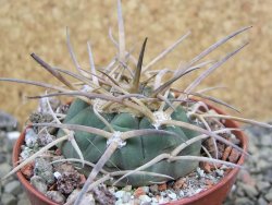 Gymnocalycium armatum, pot 7 cm