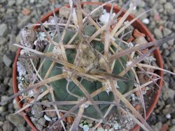 Gymnocalycium armatum, pot 7 cm - 12402338