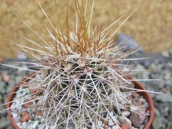 Echinocereus engelmannii pot 6,5 cm