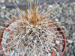 Echinocereus engelmannii pot 6,5 cm - 12402340