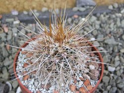 Echinocereus engelmannii pot 6,5 cm - 12402341