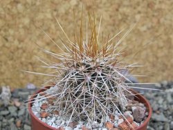 Echinocereus engelmannii pot 6,5 cm - 12402342