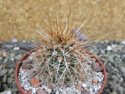 Echinocereus engelmannii pot 6,5 cm - 12402343