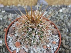 Echinocereus engelmannii pot 6,5 cm - 12402344