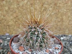 Echinocereus engelmannii pot 6,5 cm