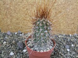 Echinocereus engelmannii pot 6,5 cm - 12402346