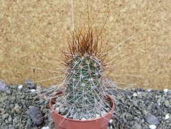 Echinocereus engelmannii pot 6,5 cm - 12402348