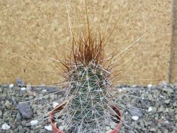 Echinocereus engelmannii pot 6,5 cm - 12402349