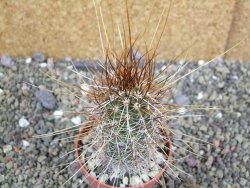 Echinocereus engelmannii pot 6,5 cm - 12402350