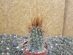 Echinocereus engelmannii pot 6,5 cm - 12402351