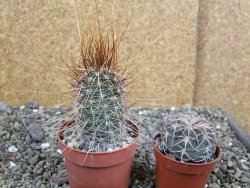 Echinocereus engelmannii pot 6,5 cm - 12402352