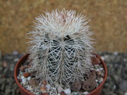 Echinocereus dasyacanthus Brewster pot 6,5 cm