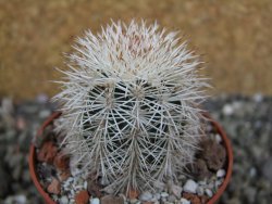 Echinocereus dasyacanthus Brewster pot 6,5 cm - 12402354