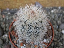 Echinocereus dasyacanthus Brewster pot 6,5 cm - 12402355