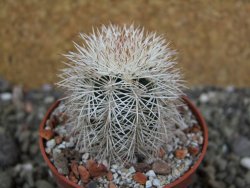 Echinocereus dasyacanthus Brewster pot 6,5 cm - 12402356